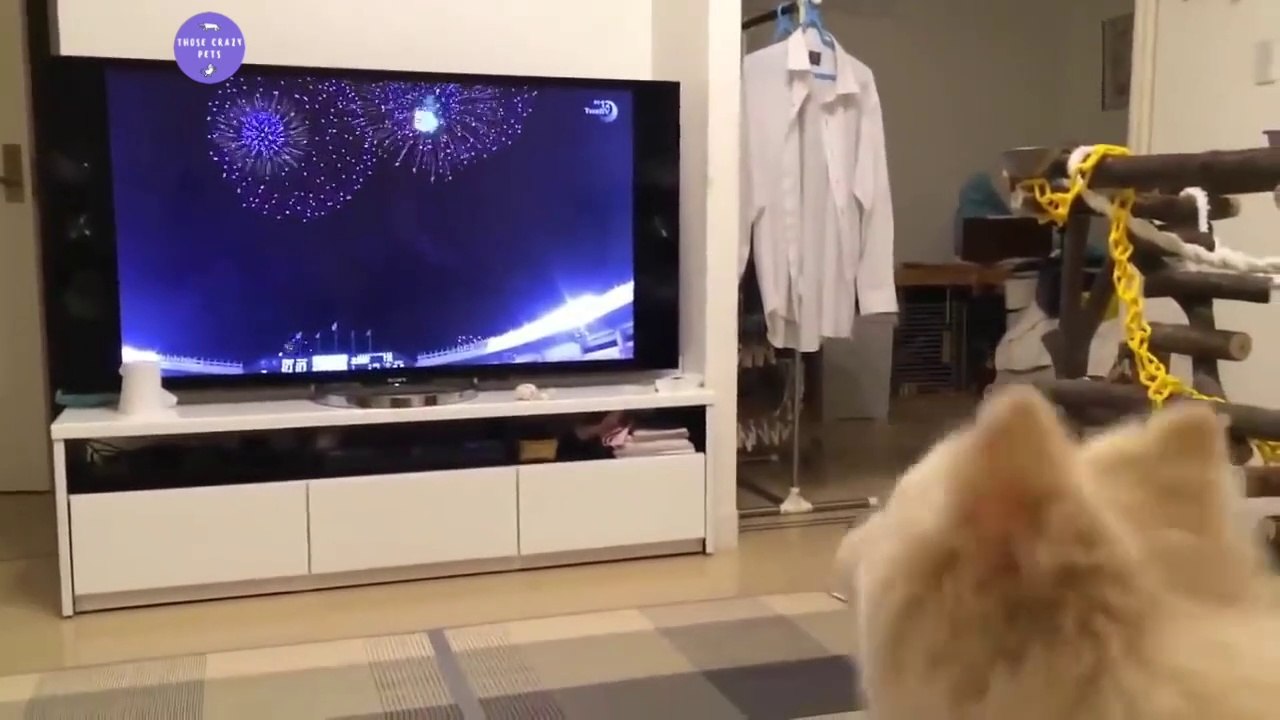 Barking funny dogs / Perritos graciosos y sus ladridos