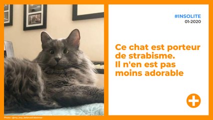 Ce chat est porteur de strabisme. Il n'en est pas moins adorable