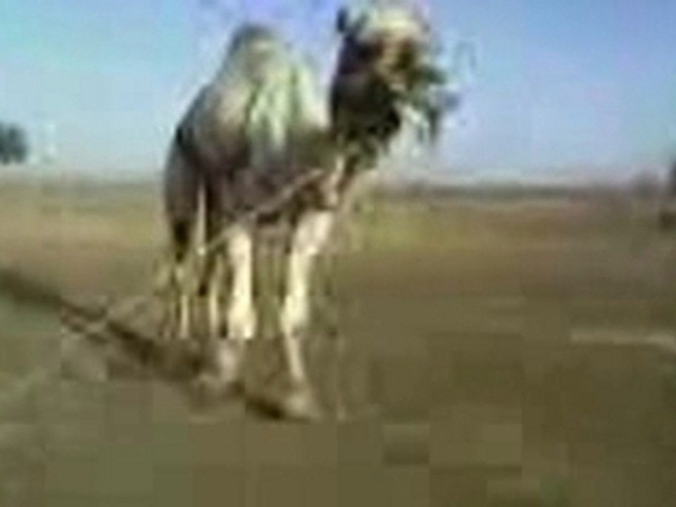 -Nahabha