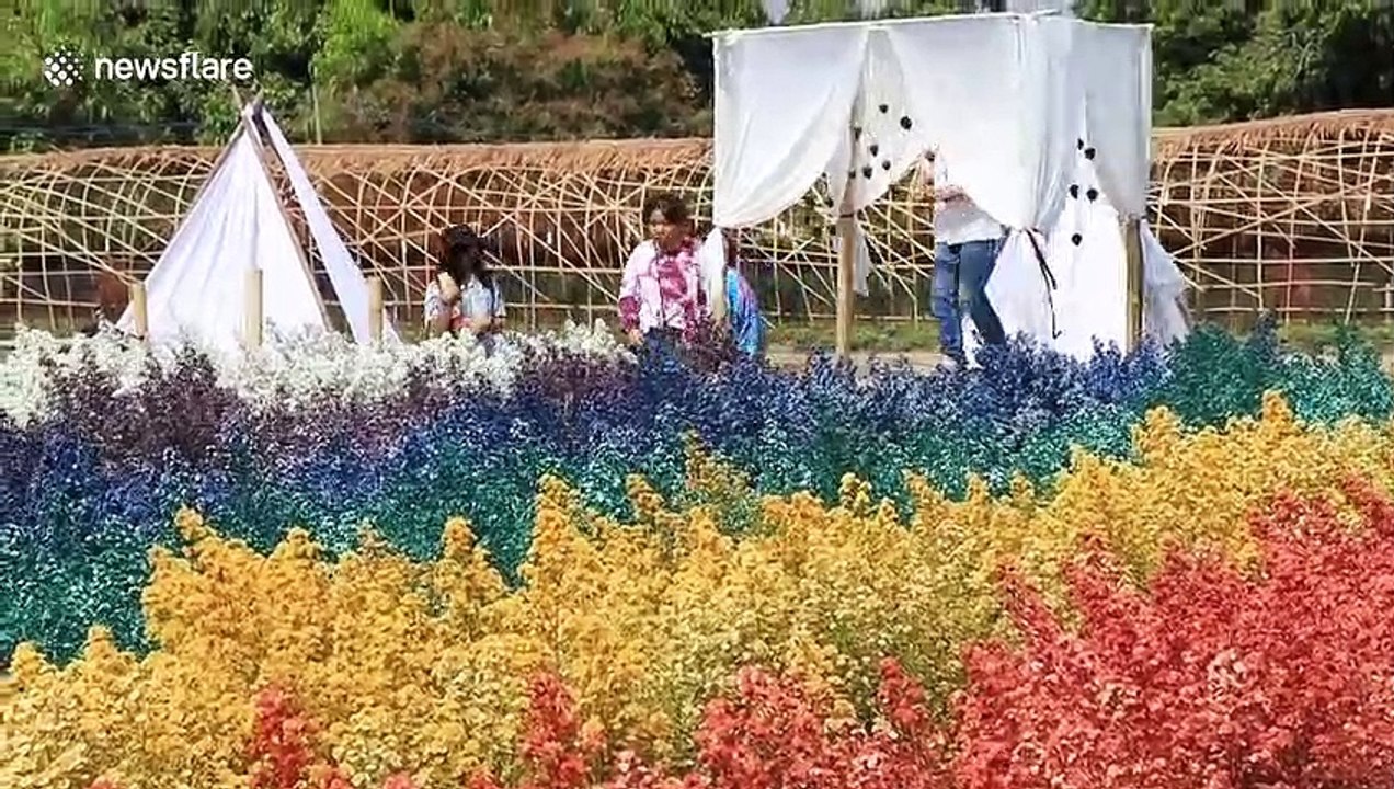 Tourists enjoy breathtaking fields of purple Margaret flowers in Thailand