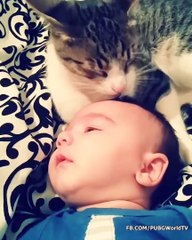 Funny Babies And Cute Cats Play Together