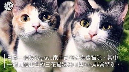 CollectionVideo-petmao_curation-petsmao.nownews-copy2-PetsMaoParser-2020/02/04-09:30