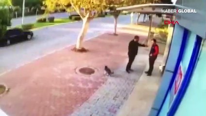 Sokakta duran 2 kediye tekmeli saldırı
