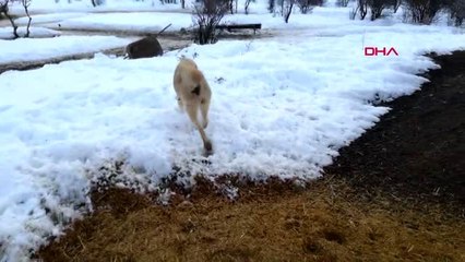 Sivas ölen yavrusunu kendisi gömen köpek, duygulandırdı
