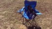 Chèvre bébé mignon essaye de descendre d'une chaise de camping !