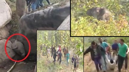 Viral Video : Elephant Calf Stuck In Between Rocks Rescued By Locals