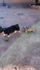 Tortoise and Corgi Playing Tag