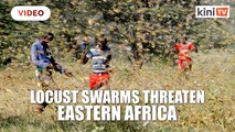Locust swarms threaten more countries in eastern Africa