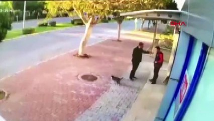 Antalya'da caniler kediye tekme attı