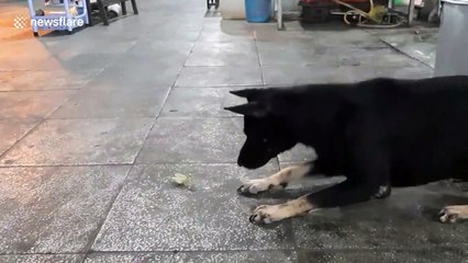 Tiny mantis puts up a good fight against this giant dog in southern Vietnam