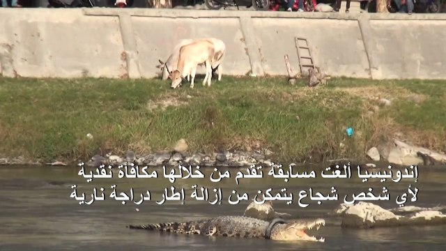 السلطات الإندونيسية تلغي مسابقة لتحرير تمساح من إطار عالق في رقبته