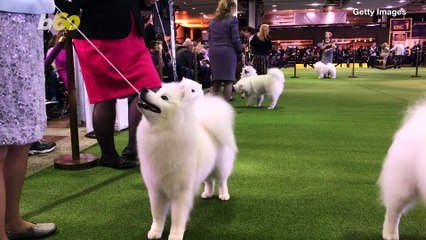 The Over The Top Beauty Routines Dogs Enjoy For The Westminster Dog Show