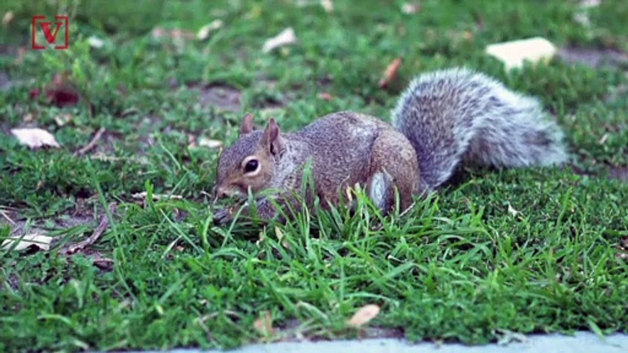 Alabama Man Who Allegedly Fed His ‘Attack Squirrel’ Meth Set to Appear in Court
