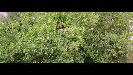 Burası Cennet Olmalı  Fragman