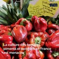 Tomatovirus, Élu agressé, Recomposition des listes: voici le brief info de ce mardi après-midi