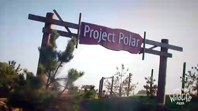 Polar Bear Rasputin Arrives at Yorkshire Wildlife Park