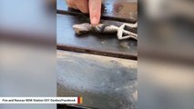 Australian Firefighter Uses CPR To Save Lizard After Drowning Incident In Pool