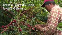 Le café Geisha du Panama : un luxe exotique et hors de prix