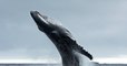 En Islande, aucune baleine n'a été chassée en 2019 malgré l'autorisation