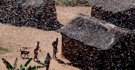Face à une invasion de milliards de criquets pèlerins, la Somalie décrète « l'urgence nationale »