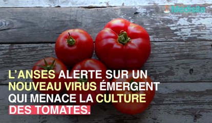 ToBRFV : un dangereux virus menace les tomates, poivrons et piment !