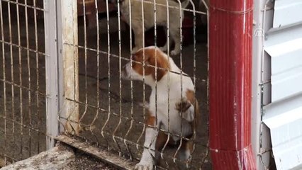 Boynundaki tasma ile "ölüme" terk edilen köpek kurtarıldı