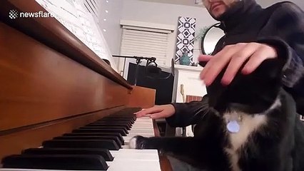 'He's doing his best!' Cat learns to play low notes on piano