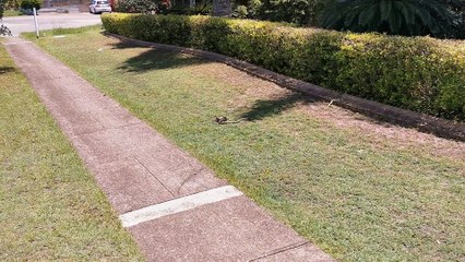 Snake and Lizard Duel under the Australian Sun