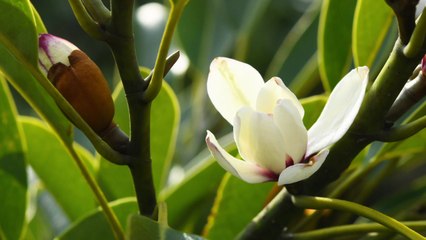 멸종위기종 초령목 한 달 일찍 개화 / YTN