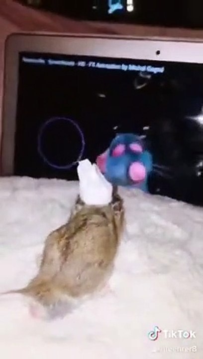 Un petit rongeur fan du dessin animé Ratatouille