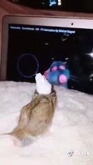 Un petit rongeur fan du dessin animé Ratatouille