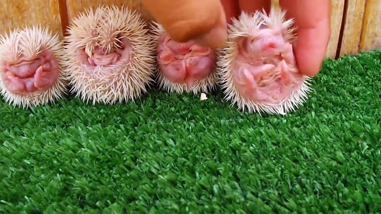 Avez-vous déjà vu des bébé hérissons... trop mignon