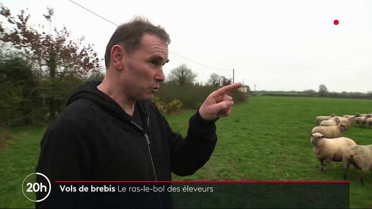 Loire-Atlantique : des vols de brebis à répétition