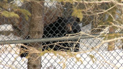 04 fev PG Bioparc - Topo HD