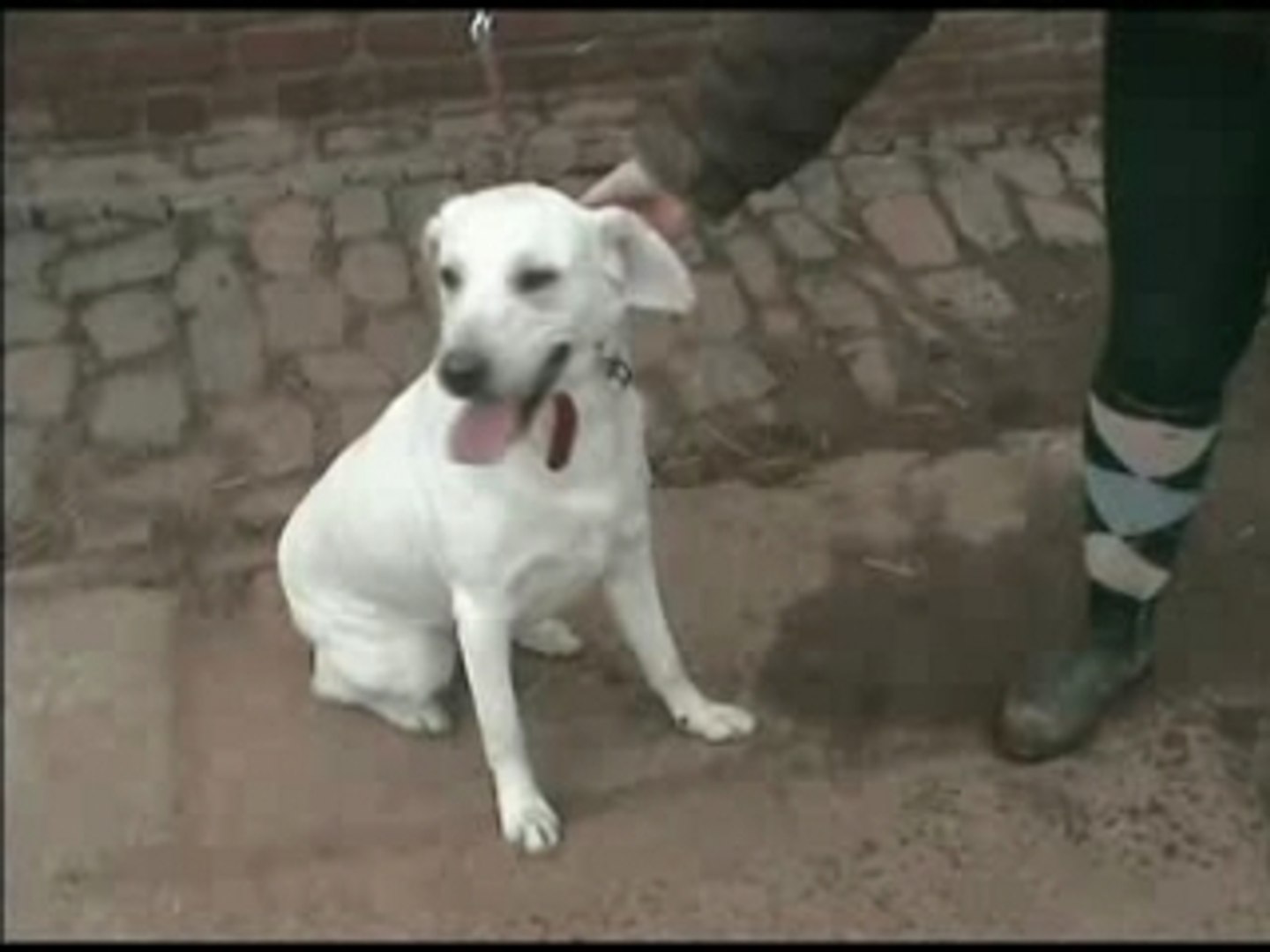 kayene labrador
