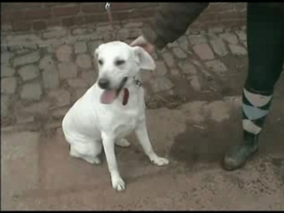kayene labrador
