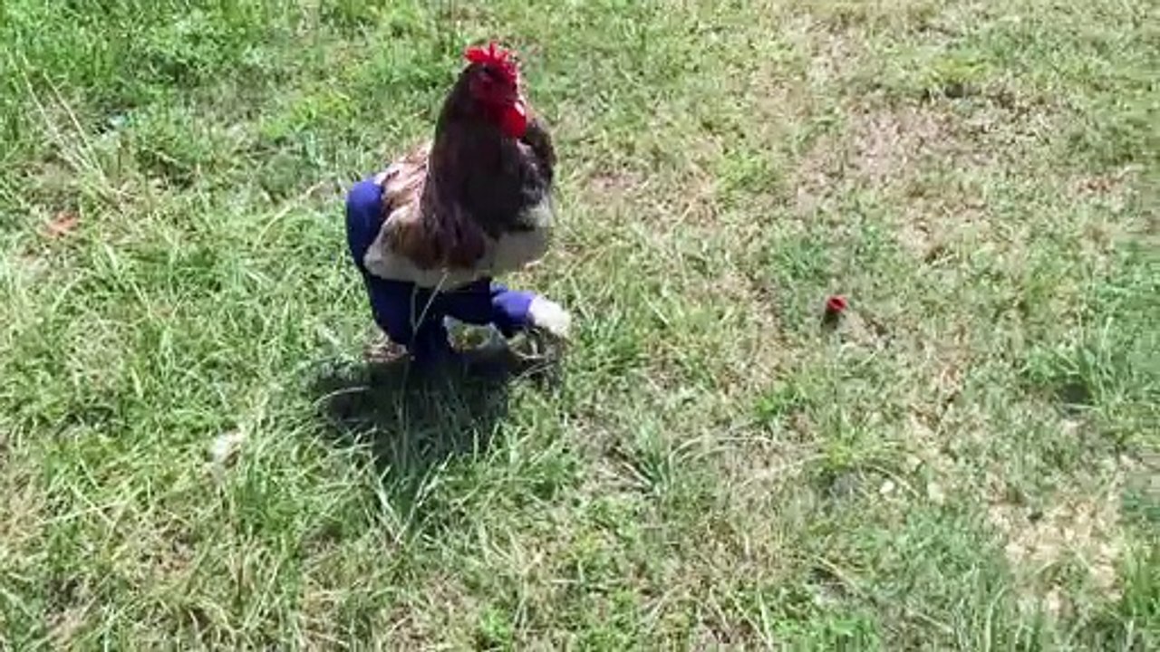 Rooster in Pants Trots around Yard - video Dailymotion