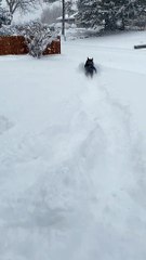 Doggo Dashes Through the Snow