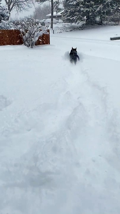 Doggo Dashes Through the Snow
