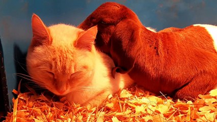 The Most Adorable Baby Goat and Farm Cat Snuggle