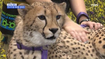 [굿모닝월드] 친구가 된 치타와 강아지