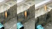 Miracle fish defies gravity by somehow swimming up a step in astonishing footage