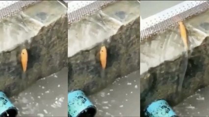 Miracle fish defies gravity by somehow swimming up a step in astonishing footage
