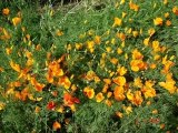 LE PRINTEMPS LES FLEURS DU JARDIN