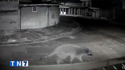 tn7-mapaches-barrio-san-jose-040220