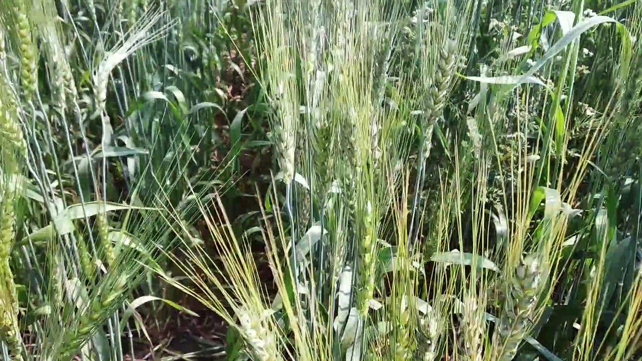 गेहूँ की फसल को आखरी पाणी कब देना चाहिए/ gehun ko Aakhiri Pani kab Dena chahie Indian farmer