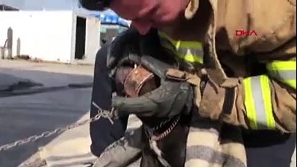 Dili konserve kutusuna sıkışan yavru köpeği itfaiyeciler kurtardı
