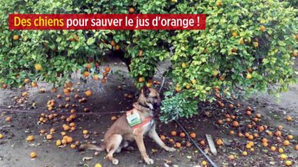 Des chiens pour sauver le jus d'orange !