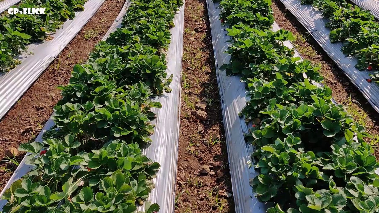 स्ट्रॉबेरी च्या शेतात जाऊन स्ट्रॉबेरी खाण्याची मजाच वेगळी |  INDAVALI - NEAREST VILLAGE TO PANCHGANI