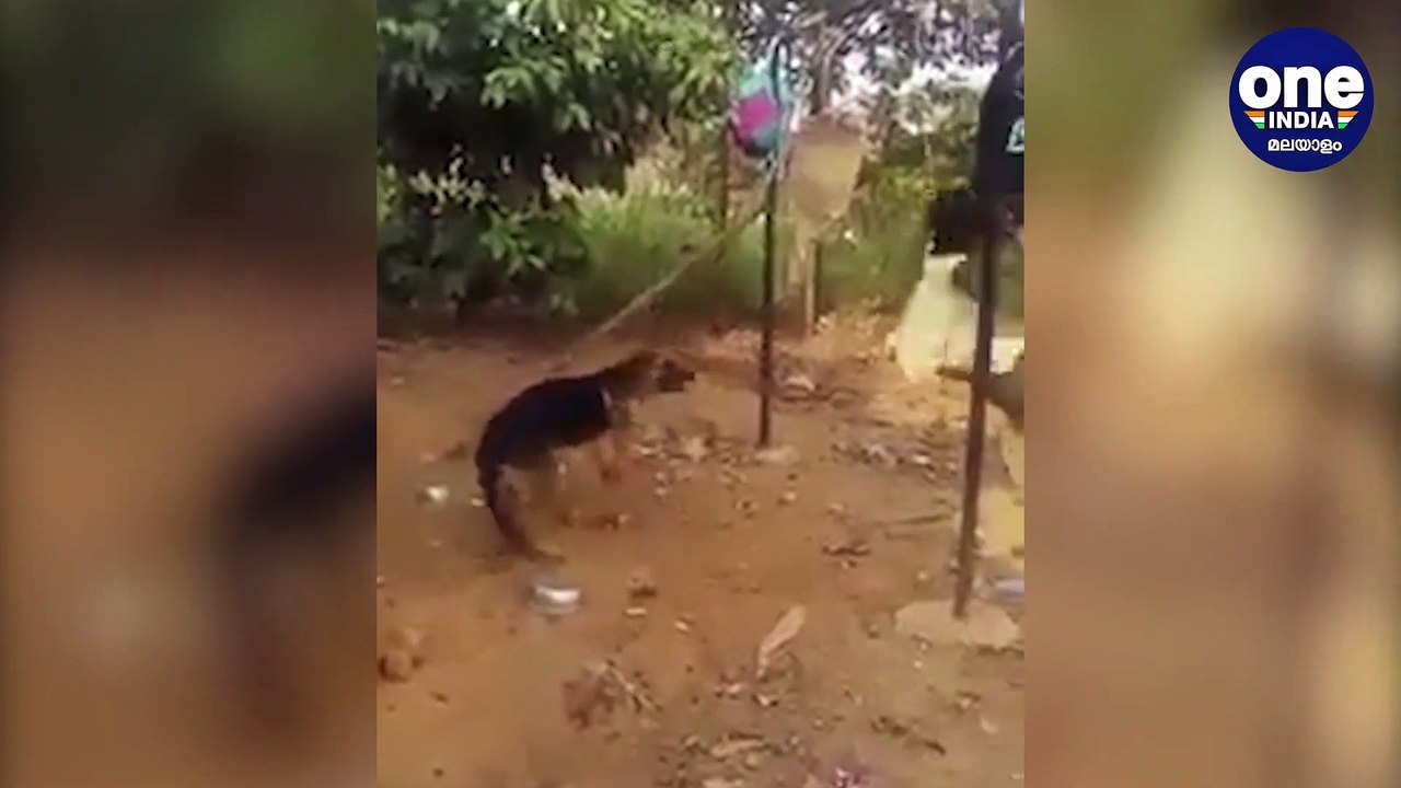 A Video Of Dog Swings The Child In Kerala Has G...
